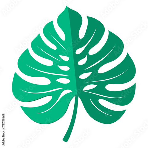 Green monstera leaf with fenestrations on white background
