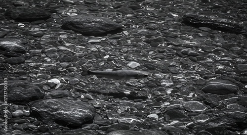 Underwater view of riverbed with rocks and potential fish
