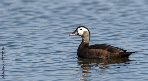 Unique duck floating on water nature and wildlife photography