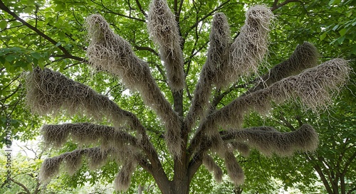 Unique tree with hanging gray foliage against green background