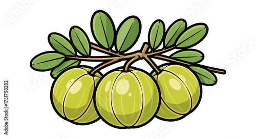 Illustration of fresh amla fruits with leaves, a natural and healthy food source showing botanical