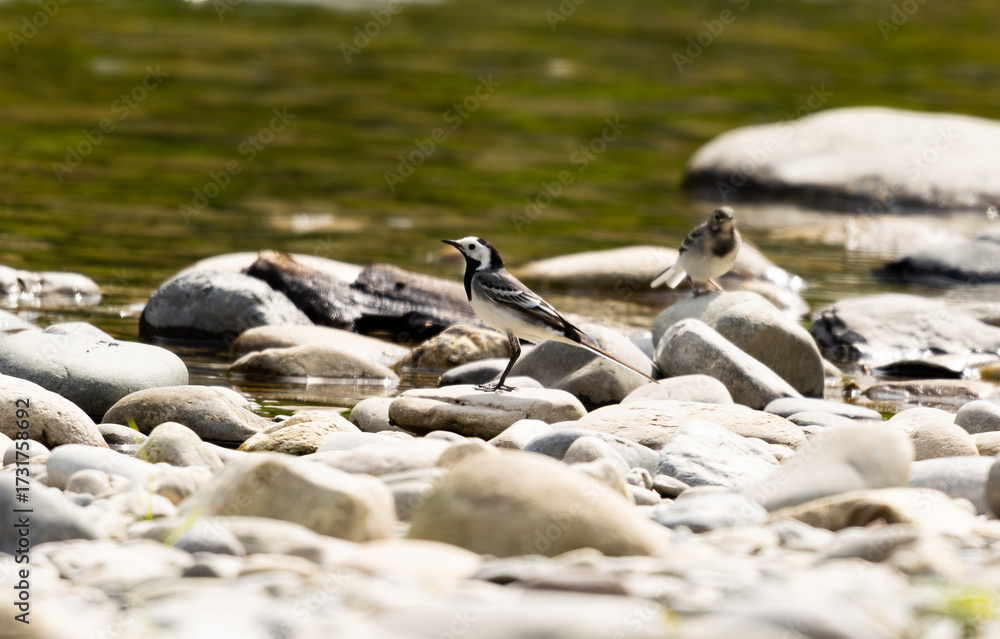 Fototapeta premium Pied Wagtails on Riverbank Pebbles in Summer Sunlight