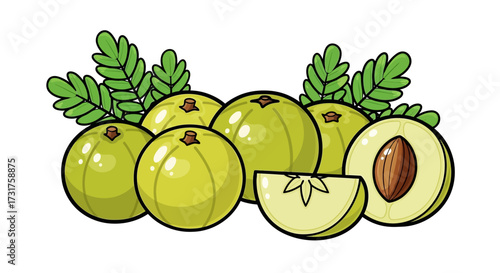 Amla or Indian Gooseberry Illustration showcasing whole and sliced fruit with leaves illustration