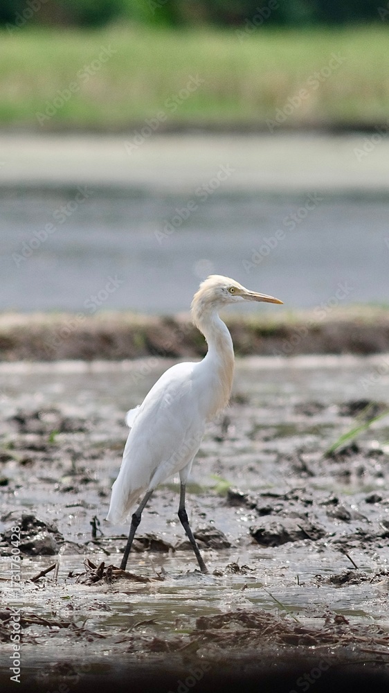Obraz premium great blue heron