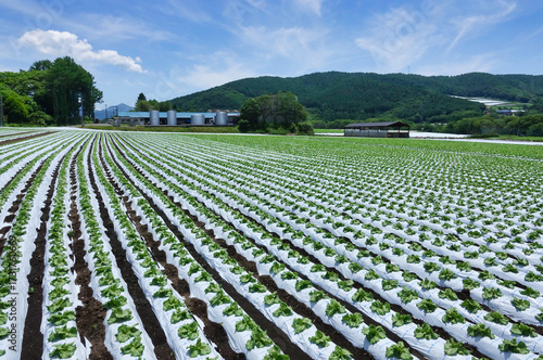 信州菅平高原に広がる広大なレタス畑