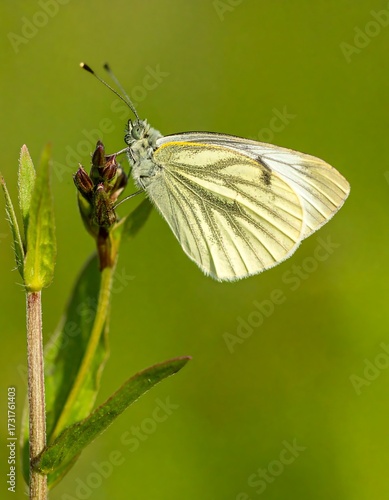 Close-up of a pale butterfly on a plant