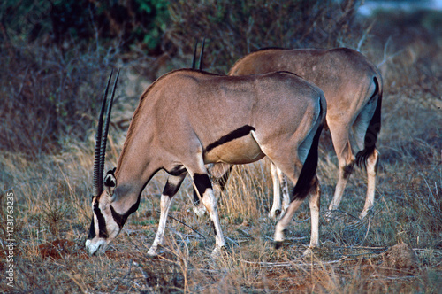 Photography oryx in the wild