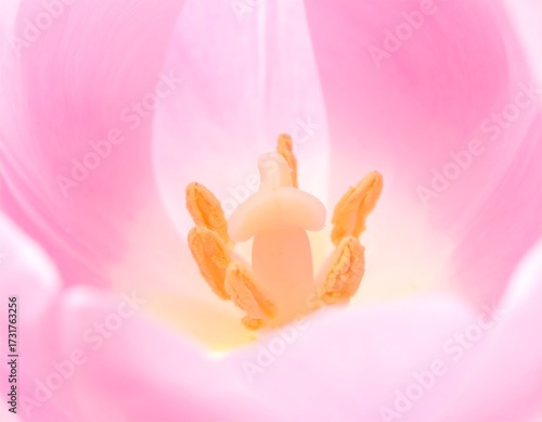 Close-up of a pale pink tulip's center.  Soft focus, highlighting the delicate stamens