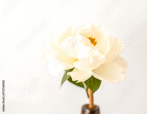 Close-up of a pale yellow peony