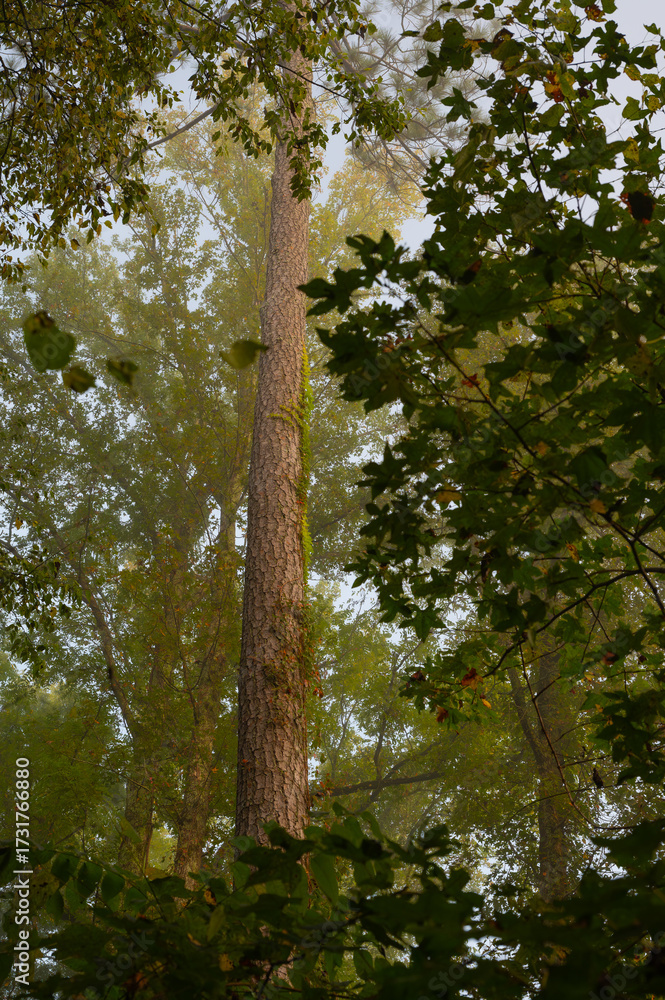 Fototapeta premium Tall tree rising above smaller trees in the woods of Audubon Acres, Chattanooga, Tennessee
