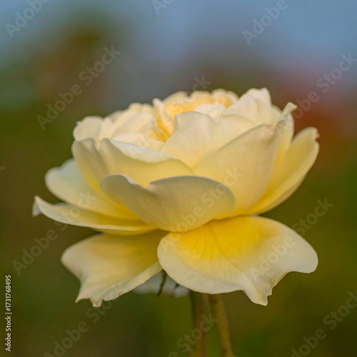 Close-up of a pale yellow rose