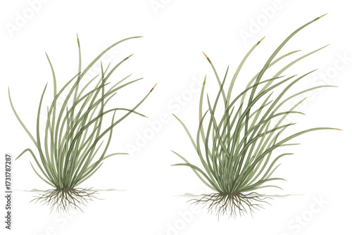 Vector art of two tufts of grass, showcasing detailed botanical illustration, perfect for adding natural elements to designs or educational materials about plant life