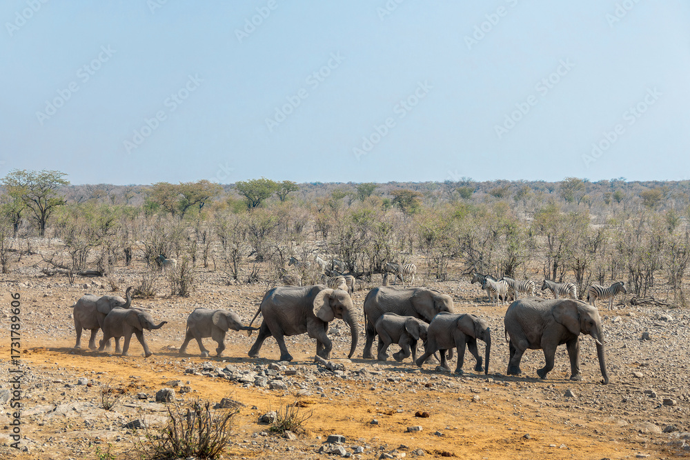 Obraz premium Herd of elephants in a row in Etosha National Park, wildlife safari and game drive in Namibia, Africa