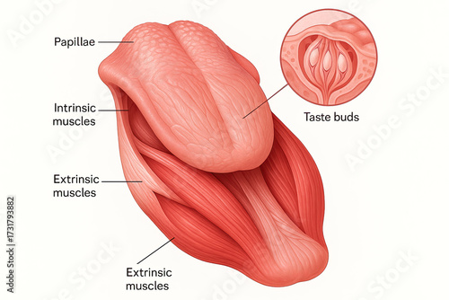 Anatomical illustration of the human tongue showing intrinsic and extrinsic muscles, papillae, and taste buds.