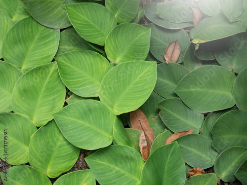 Rhaphidophora Celatocaulis plants growing on the tree.