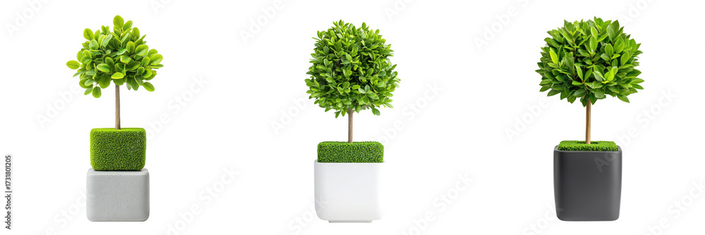 Obraz premium Minimalist topiary trees in modern pots, showcasing vibrant green foliage and clean lines, enhance any decor.,isolate on transparent background