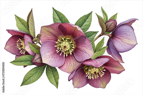Vector art of a delicate watercolor painting of hellebore flowers showcases their intricate details and elegant beauty, perfect for botanical illustrations or floral designs