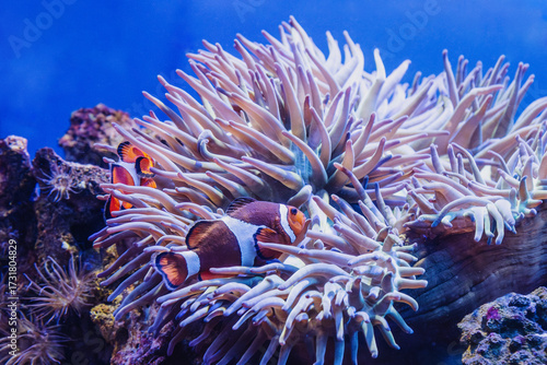 Heteractis magnifica and Clownfishes or Amphiprion ocellaris
