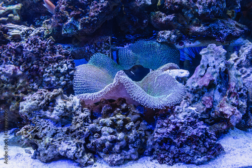 Stichodactyla haddoni