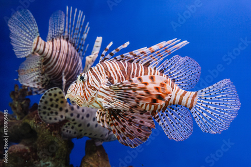 Pterois volitans or red lionfish