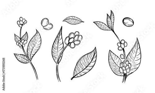 Coffee sketch. Coffee plant. Vector illustration. Black outline on a transparent background