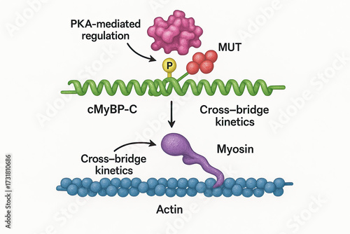 Scientific illustration showing the interaction between actin and myosin in muscle contraction.