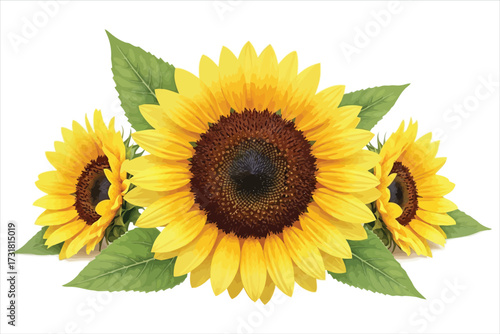 Vector art of three vibrant sunflowers with lush green leaves, showcasing the beauty of nature and the warmth of summer, perfect for adding a touch of sunshine to any design