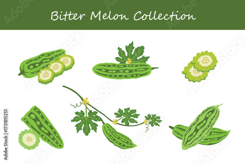 bitter melon collection in different style. Vector illustration.