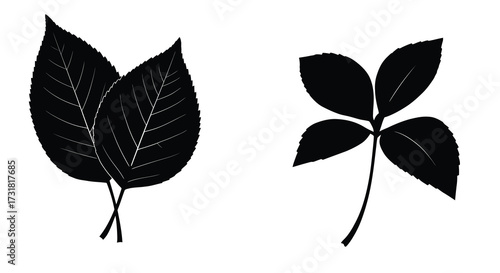 Simple black and white illustration of two different leaf shapes