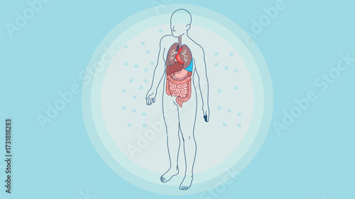 Explore human anatomy with this detailed diagram showcasing vital organs, perfect for educational resources, medical illustrations, and healthcare marketing materials