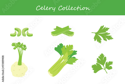 celery collection in different style. Vector illustration.