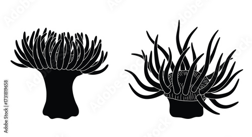Two black and white anemone illustrations with distinct tentacle structures