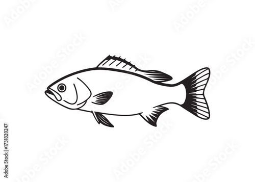 Crappie silhouette vector of freshwater fish for fishing sport illustration.