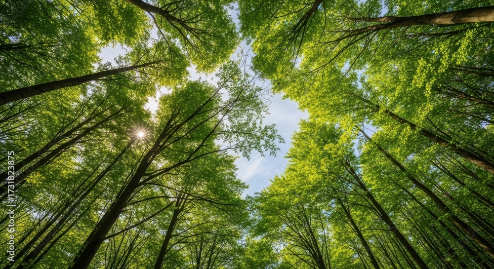 Obraz premium Sunlit Canopy: A Verdant Vista Through Towering Forest Trees