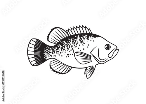 Freshwater bass fish vector silhouette, black aquatic animal design.