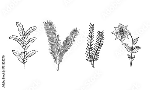Winter plant branch set, mistletoe, flower, pine, fir icon. Hand drawn sketch. black white ink line art. Winter holiday decoration vector illustration isolated on white background