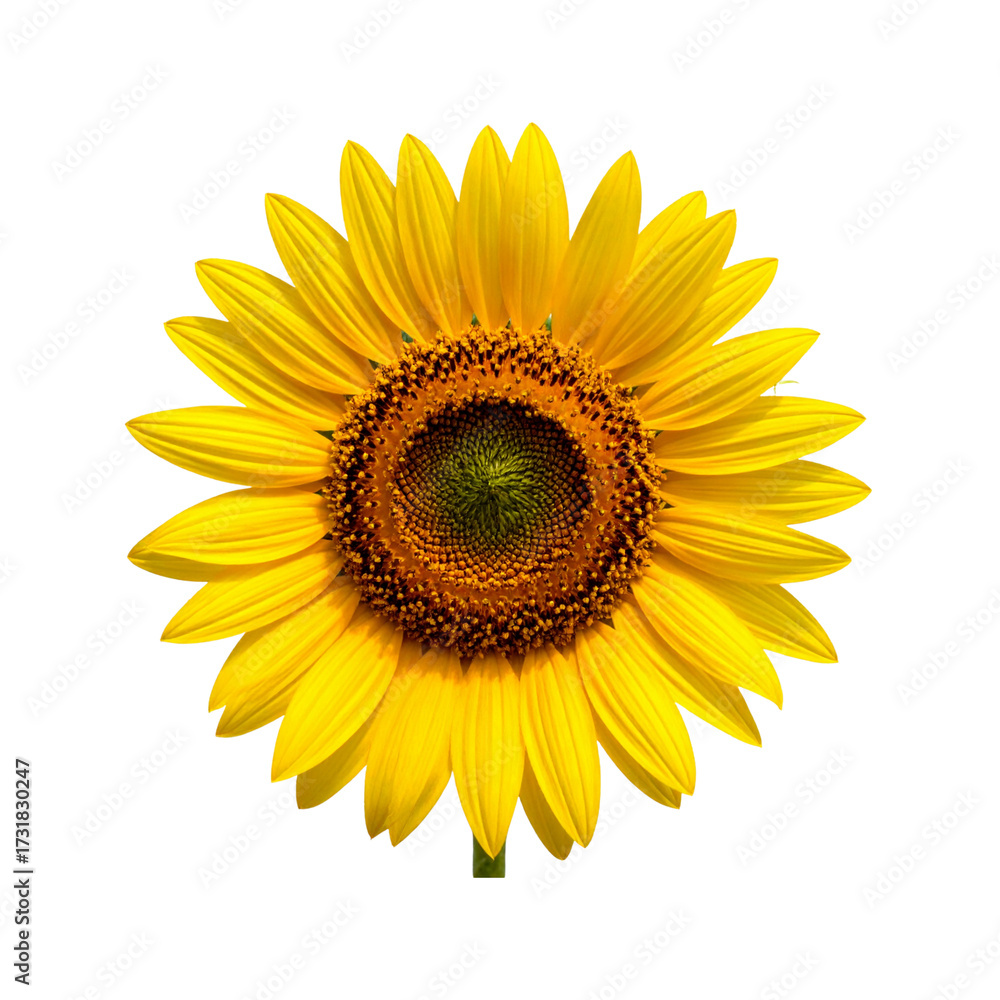 Fototapeta premium Sunflower flower with transparent background