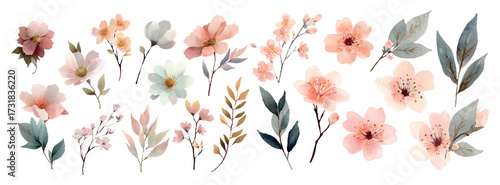 Watercolor set of flowers and plants png. Pastel flowers and plant branches with watercolor leaves. Botanical elements for wedding, spring, summer designs, etc. Floral watercolor cliparts.