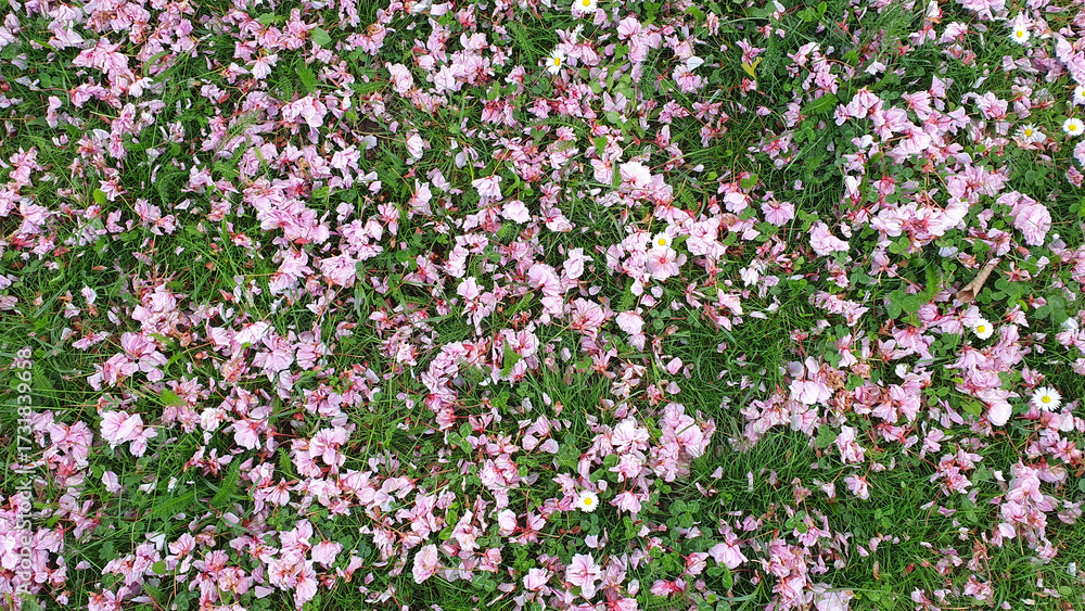 Fototapeta premium Spring green garden with pink fallen down flowers.