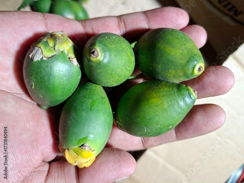 Some young and fresh areca nuts