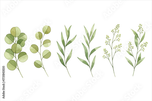 Vector art of watercolor illustration featuring a variety of green eucalyptus and other plant branches, perfect for adding a natural and botanical touch