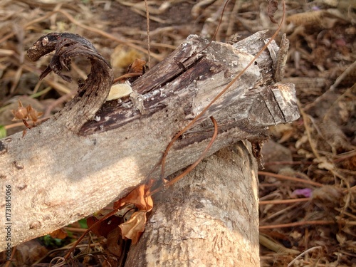 Tableau sur toile Close-up of a dried, gnarled tree branch with visible fungal growth, highlightin