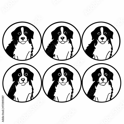 Six bernese mountain dog heads in circle, vector illustration