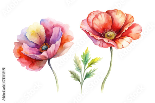 Wallpaper Mural Watercolor Poppy Flowers Hand-Painted Illustration isolated on white background Torontodigital.ca