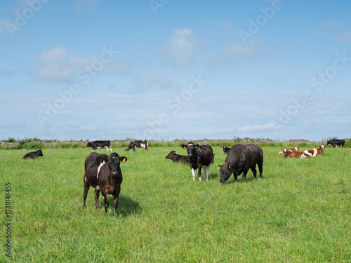 Cattle of varying colors roam and eat grass in a field in West Cork. A stone wall is in the background and the sky is blue with scattered clouds.