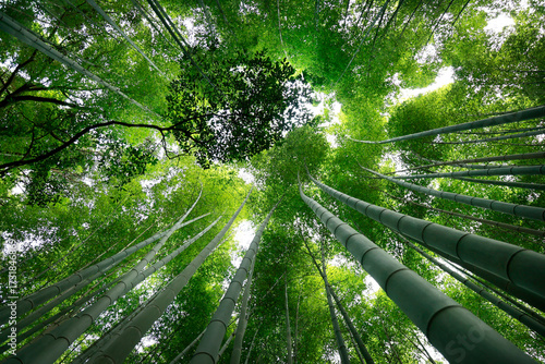Low angle view of bamboo stick  in the middle of a bamboo forest  in Japan