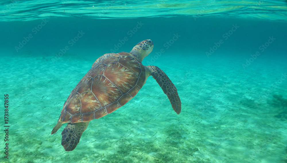 Fototapeta premium Beautiful Green Sea Turtle in Clear Caribbean Waters