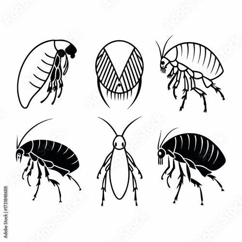 Flea insect vector icon set illustration of flea parasite symbol