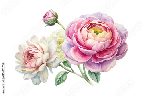 watercolor peony and ranunculus floral set isolated on white background