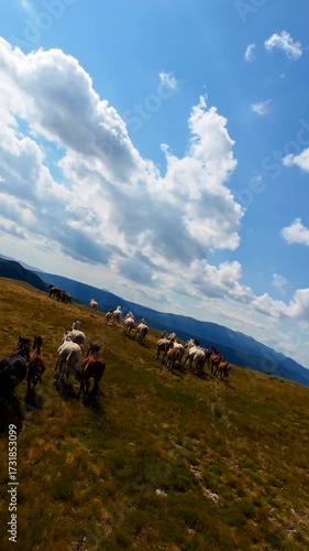 Wallpaper Mural Aerial FPV drone view of wild horses heard or a group running across vast green plains, symbolizing adventure, travel, leadership, freedom, and the beauty of nature. Cinematic slow motion vertical Torontodigital.ca